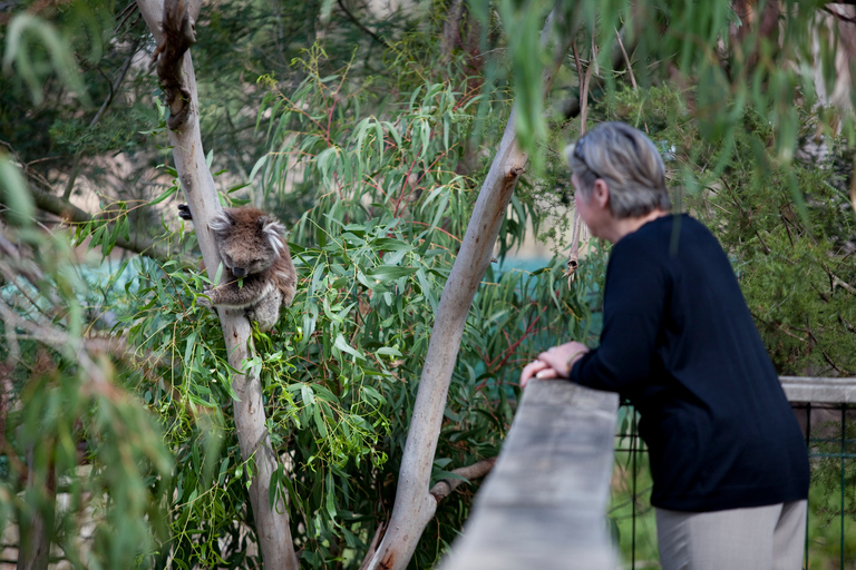 Phillip Island: Penguin Parade och Multi Attraction Pass