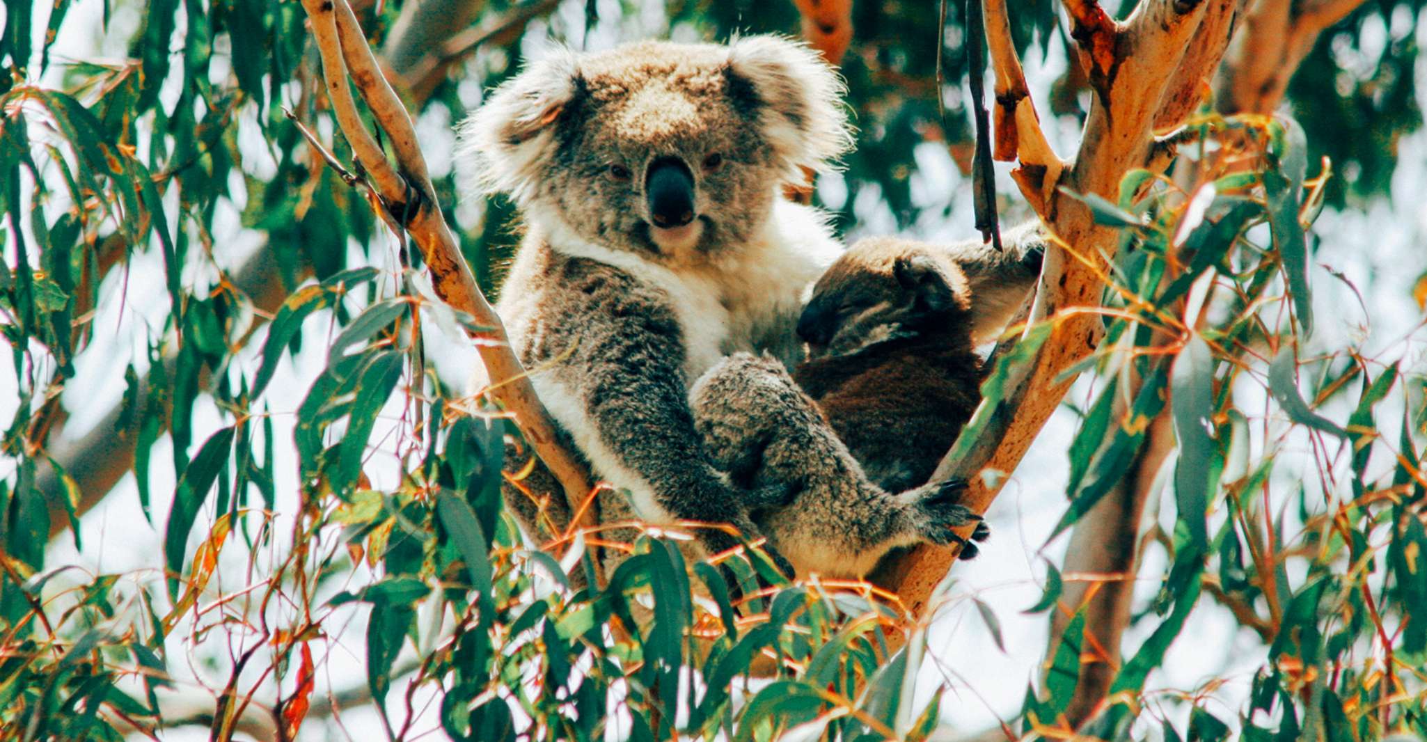 Phillip Island, Penguin Parade and Multi Attraction Pass - Housity