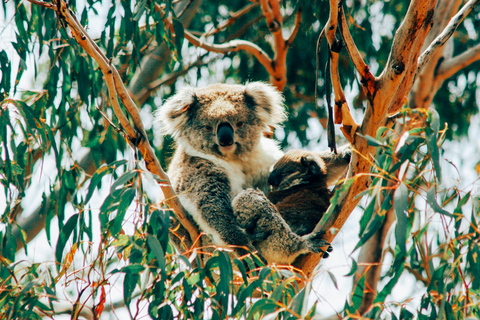 Phillip Island: Penguin Parade och Multi Attraction Pass