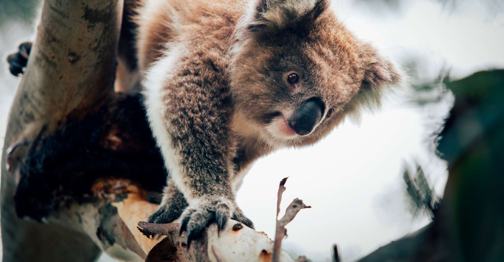 Phillip Island, Penguin Parade and Multi Attraction Pass - Housity