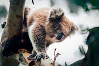 Phillip Island, Penguin Parade et Multi Attraction Pass - Housity