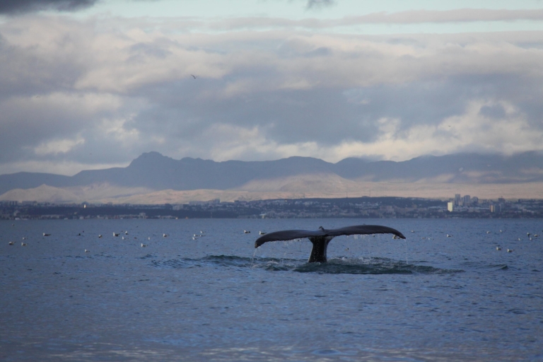 Ab Reykjavík: Whale Watching Tour per Speedboot