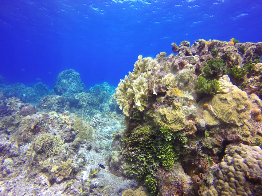 Cozumel: Snorkel By Catamaran, El Cielo Bay And Beach | GetYourGuide