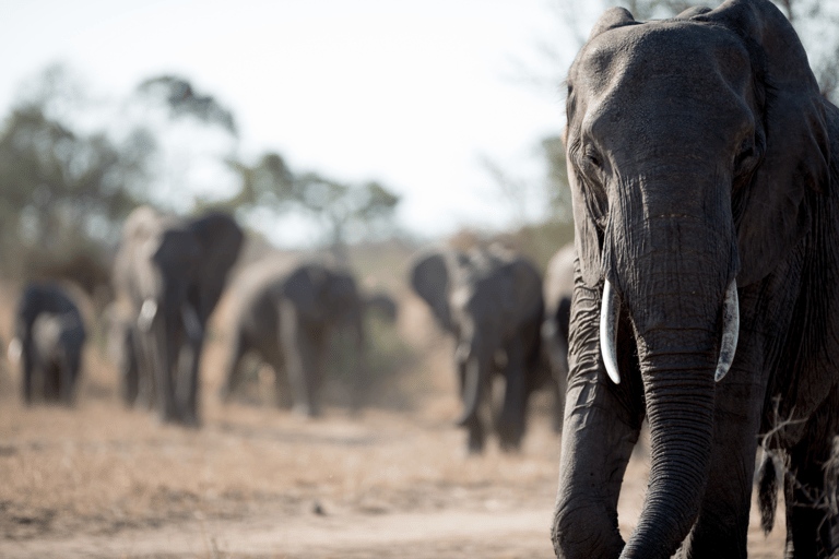 Desde Agra: Excursión al Taj Mahal con conservación de elefantesRecorrido sólo con conductor y guía