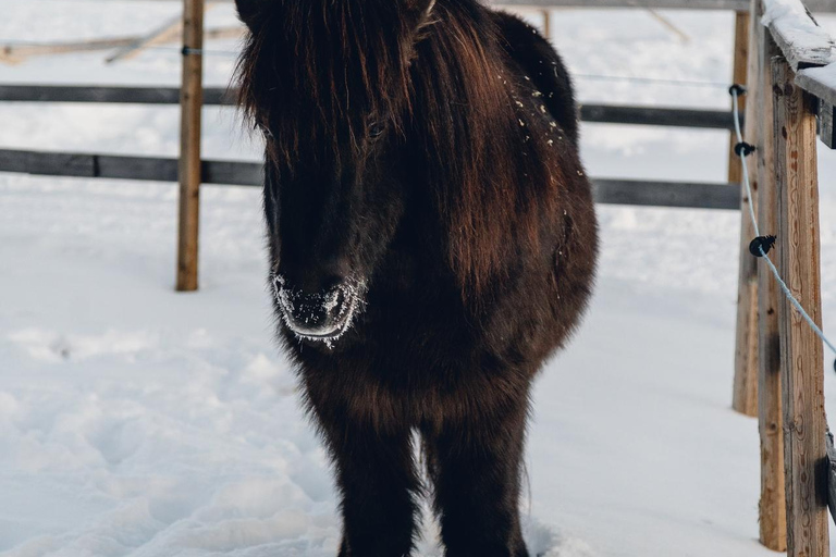 Reykjavik: Icelandic Horse Ride in Lava Fields – All Levels