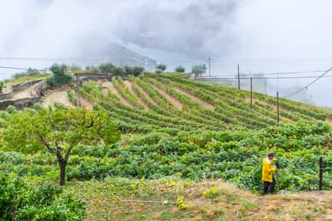 Porto: Vale do Douro c/ Degustação de Vinho e Almoço