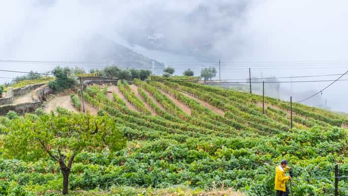 porto tur til dourodalen med vinsmaking lunsj