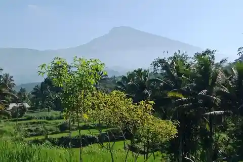 Enjoy the rice field Panorama in Tete batu village