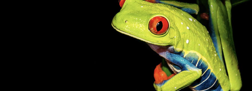 Puerto Viejo Limón : Visite de la faune nocturne au parc Nativo