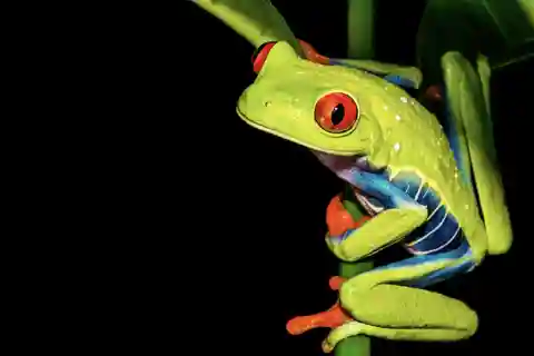 Puerto Viejo Limón: Nocturnal Wildlife Tour at Nativo Park