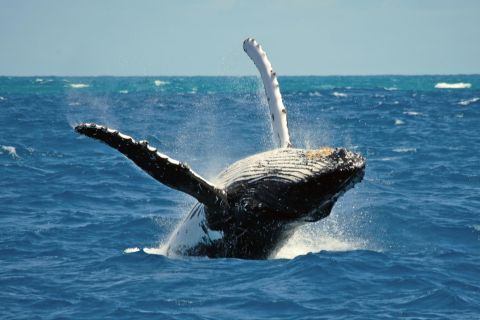 Tour delle balene e dell'isola di Terceira Island