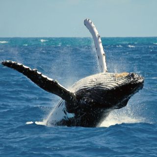 Terceira Island Whale Watching and Jeep Tour
