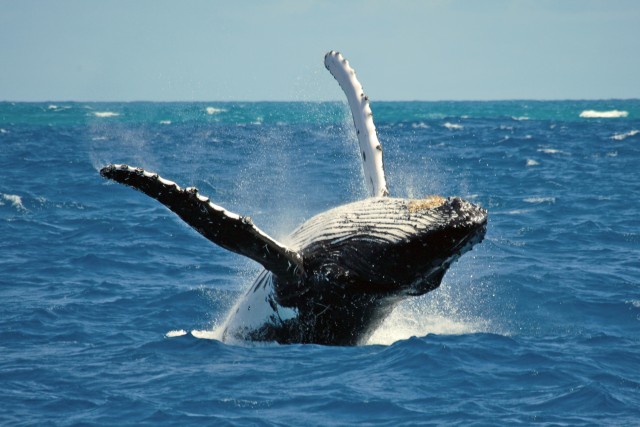 Visit Terceira Island Whale Watching and Jeep Tour in Terceira