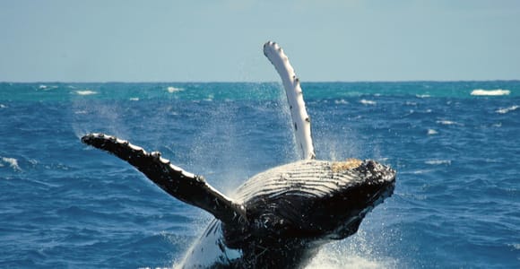 Terceira Island Whale Watching and Jeep Tour