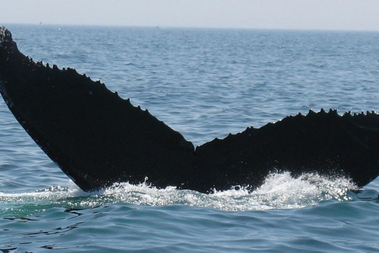 Avistamiento de Ballenas y Jeep Tour en la Isla de TerceiraAvistamiento privado de ballenas y tour en jeep