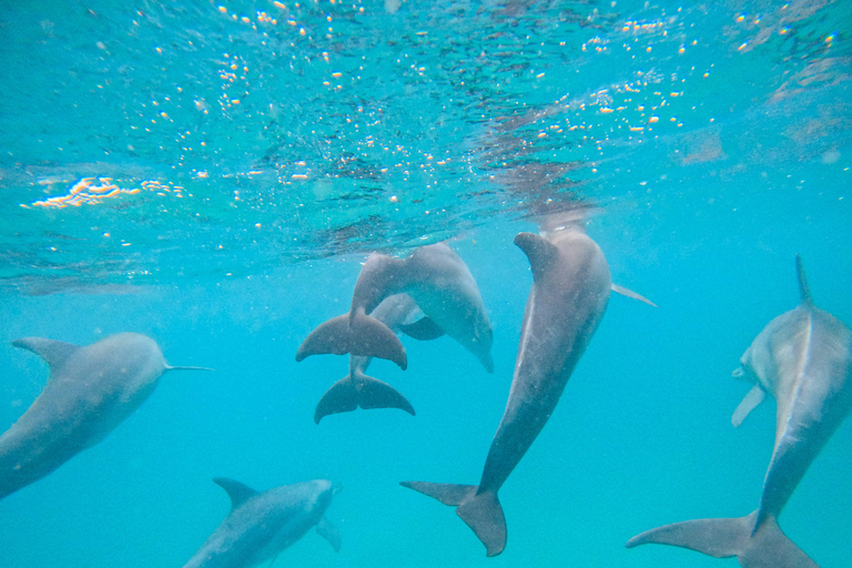 Diani Dhow Adventure to Wasini Island - Kisite Marine Park Dhow Adventure to Wasini Island incl. Kisite Marine Park fee