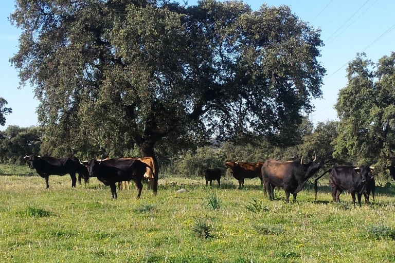 Desde Sevilla: Visita de medio día a una ganaderíaVisita compartida