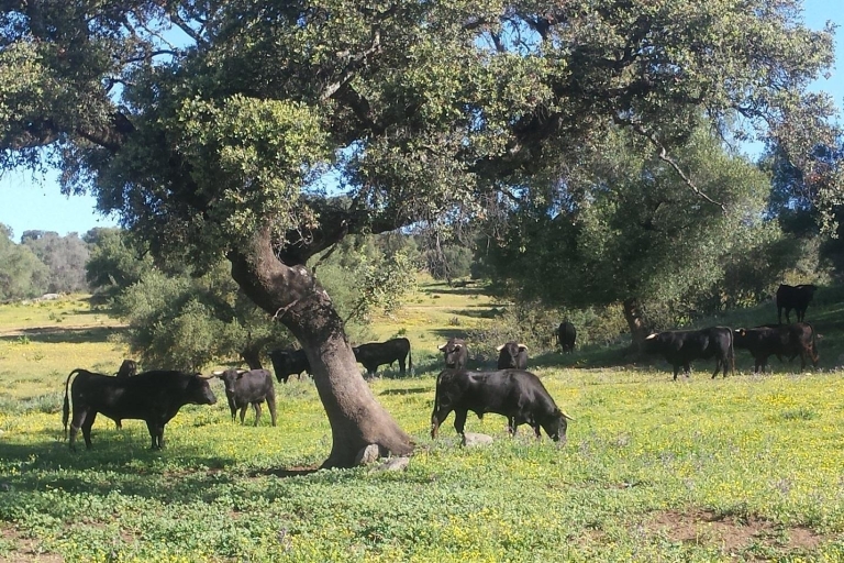 Von Sevilla aus: Halbtägige Tour zum StierzuchtbetriebPrivate Tour