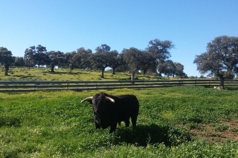 From Seville: Half-Day Bull Breeding Farm Tour Shared Tour