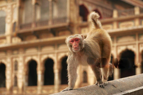 Jaipur: Monkey Temple, Amber Fort Jal Mahal etc. Rundresa med bil