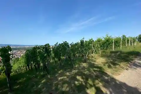 Ruta del Pinot Noir y el Vino de Pinot a Baden-Württemberg