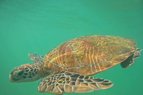 Mirissa Turtle Snorkeling Free Underwater Photos & pickup
