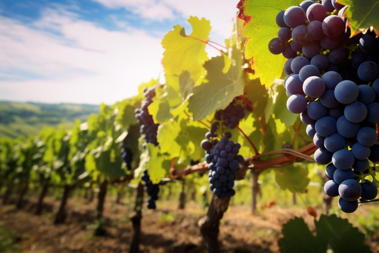 Tour VIÑA CONCHA Y TORO + CASA MARQUES - Chile, from Santiago.