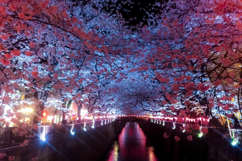 Tokyo: Cherry Blossom Photo Experience (Limited) Tokyo: Early Cherry Blossom Photo Experience (Limited)