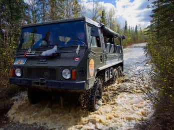 Healy: Hinterland-Safari durch Denali Healy: Hinterland-Safari durch Denali