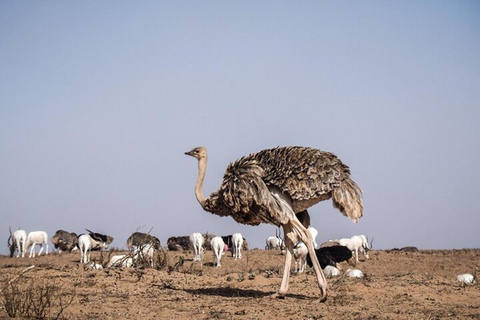 Souss-Massa National Park Entry Ticket