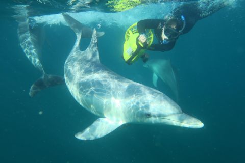 Perth: nuoto con i delfini selvatici