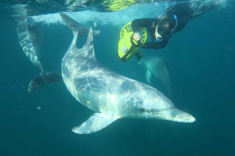 Perth: tour e nuotata con i delfini selvatici