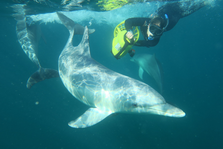 Perth: Passeio para nadar com golfinhos selvagensPara nadadores