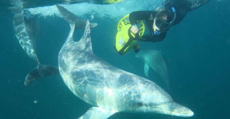 Perth Swim with Wild Dolphins Tour