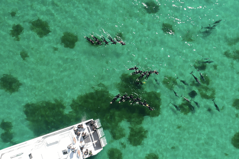 Excursion d'une journée à la baignade et à la croisière avec les dauphins sauvages au départ de Perth