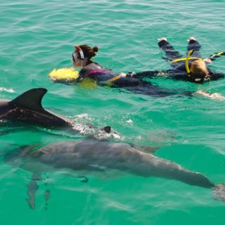 Perth: Swim with Wild Dolphins Tour
