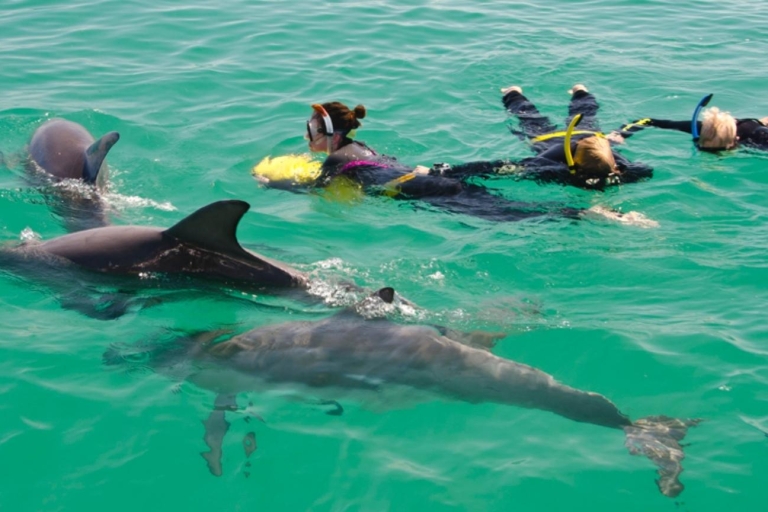 Perth: baño con delfines salvajes y crucero de un díaEscapada de un día en crucero y nado con delfines salvajes desde Perth