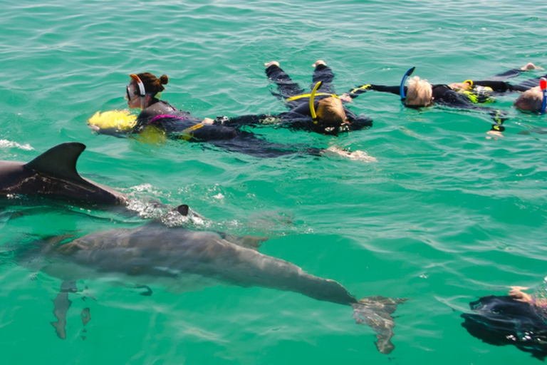 Perth: baño con delfines salvajes y crucero de un díaEscapada de un día en crucero y nado con delfines salvajes desde Perth