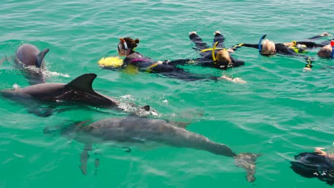 ab perth bootstrip und schwimmen mit delfinen (ganztägig)