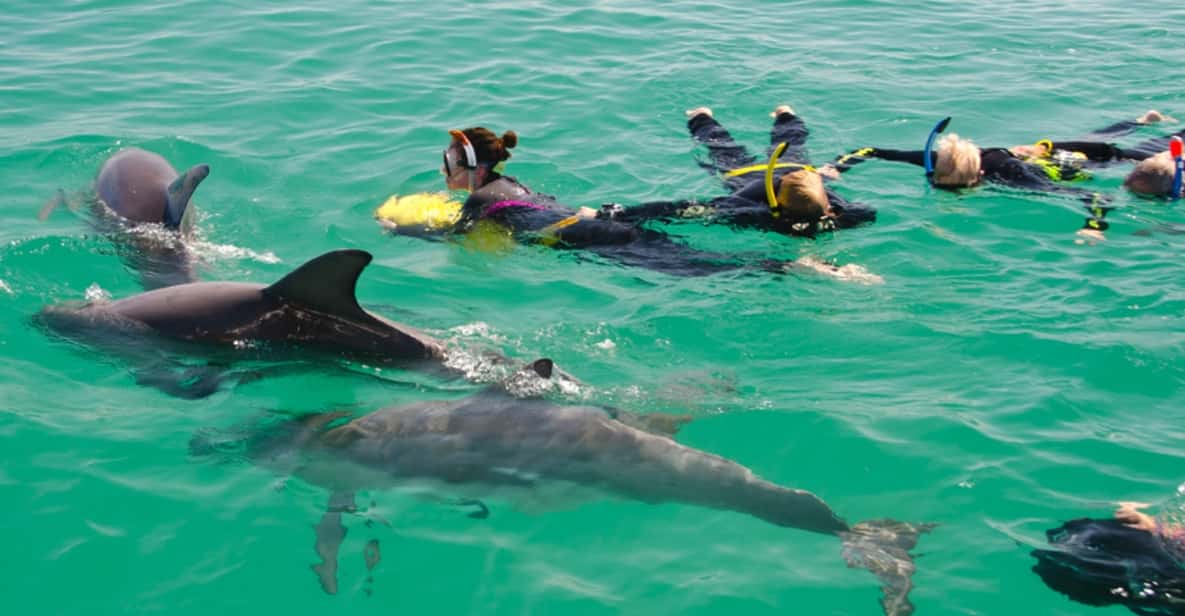 Wild Dolphin Swim & Cruise Day Trip from Perth