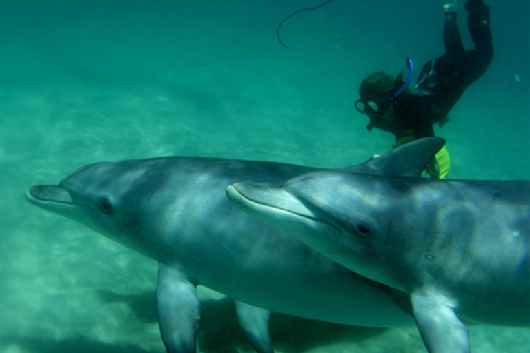 Perth: baño con delfines salvajes y crucero de un díaEscapada de un día en crucero y nado con delfines salvajes desde Perth
