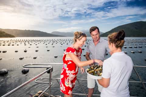 Picton and Marlborough Sounds: Seafood Odyssea Cruise