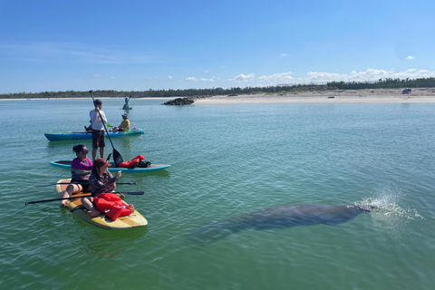 Tour d'avventura con delfini, lamantini e tartarughe marine a Bonita Springs!