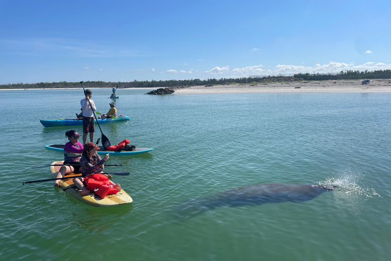 Tour d'avventura con delfini, lamantini e tartarughe marine a Bonita Springs!