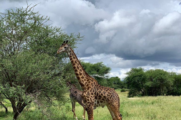 Arusha : safari dans le parc national d&#039;ArushaArusha : Safari dans le parc national d&#039;Arusha