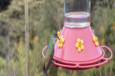Bogotá Private Hummingbird Watching Tour with transportation