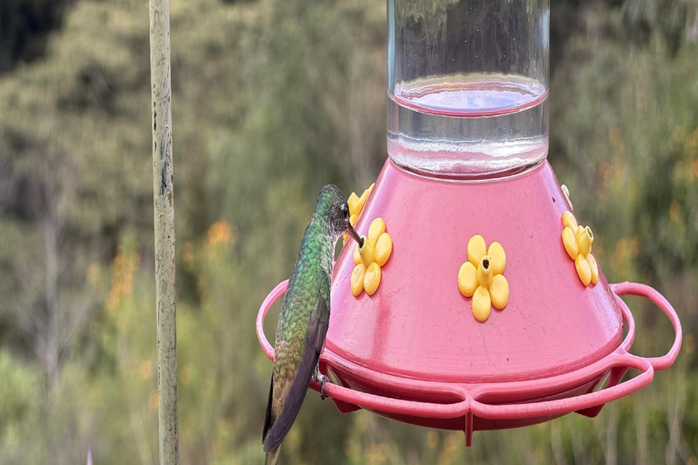 Bogotá Private Hummingbird Watching Tour with transportation