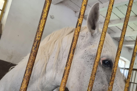 Brașov: Bear Sanctuary & Lipizzaner Horses Day Tour