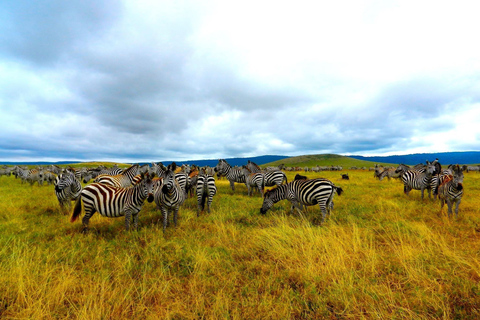 Arusha: 2 Tage Safari Arusha und Ngorongoro