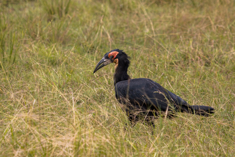 Från Zanzibar: Mikumi Safari med tvåmotorigt flygplan + lunchMikumi Safari – utan transfer